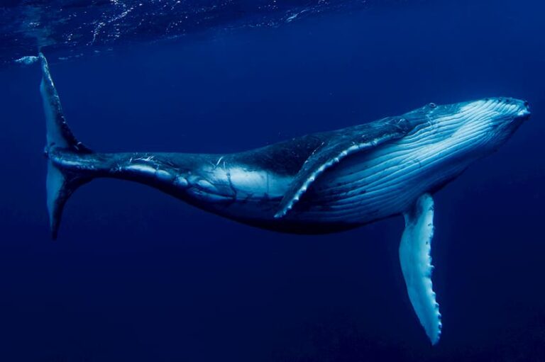 One of the largest whales in history has just moved R $ 12.8 billion in BTC0 (0)