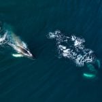 Whales are accumulating three cryptocurrencies and dumping another three, according to Santiment0 (0)