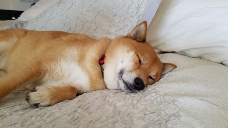 Beds To Go announced that it now accepts Shiba Inu (SHIB) as a form of payment0 (0)