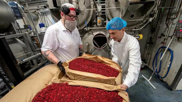The jam cooker Daniel Lingårdsson and CEO Marcus Bjurklint are helped to add refilled lingonberries to the jam cooker.  In one year, approximately 2,000 tonnes of Swedish lingonberries are consumed in Hafi's production of lingonberry jam.